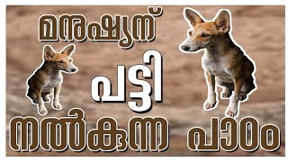 The lesson that the dog gives to man l മനുഷ്യന് പട്ടി നൽകുന്ന പാഠം