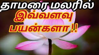 BP/ரத்த அழுத்தம்,இதய நோய்க்கு அருமருந்து தாமரைப் பூ | Thamarai poo payangal| Lotus benefits in tamil