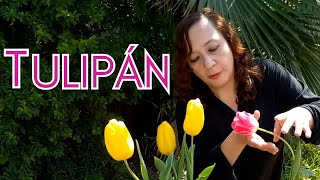 Tulipán-Cuidados y Recomendaciones-Como sembrar tu tulipán