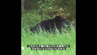 我が子を見失いがちなクマ親子　#shorts #熊