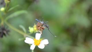 Elephant Mosquito