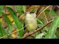 the blackcap warbler close up hd footage sylvia atricapilla birdwatching birds birdslover