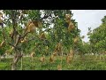 Pangkasan ranting ranting pokok mangga harumanis semasa berbuah mengurangkan risiko buah berair