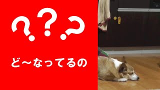 普通寝れんやろ！アクロバティックな寝相の犬【コーギーチロ】