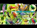 118) Sabah birding tour 22nd - 28th Aug 2024