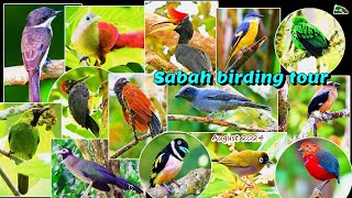 118) Sabah birding tour 22nd - 28th Aug 2024