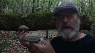 Paul Stamets in French Alps discussing Amadou Fomes fomentarius