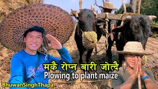 Plowing To Plant Maize In Nepali Villages / मकै रोप्ने बारी जोत्दै किसानी / Bhuwan Singh Thapa