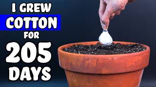 COTTON Plant Growth Time Lapse: Seed to Boll (205 Days)