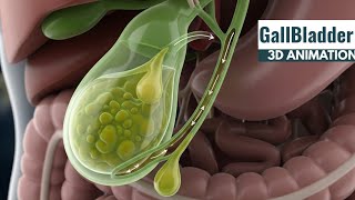 Anatomy and Function of Gallbladder | 3D Animation @SciencebehindThings804