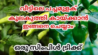 പച്ചമുളക് കുലകുത്തി കായ്ക്കും ഈ ട്രിക്ക് ചെയ്താൽ #howtogrowchilliplantathome #howtogrow #chilliplant