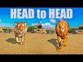 Lion vs Tiger A Head to Head Speed Race in Planet Zoo