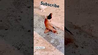 #sbpigeonslovers #kabootar #pigeon s. Subscribe