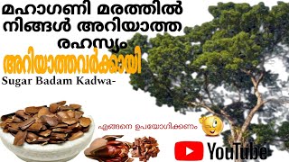 Sugar Badam Kadwa( Bitter Almond) ഉപയോഗിച്ച് ആരോഗ്യസംരക്ഷണം|Malayalam|  #health #diabetes