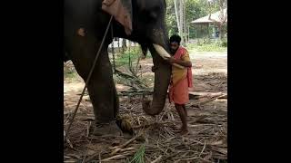 കായംകുളം ശരത്തേട്ടൻ