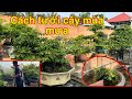 Hướng Dẫn Cách Tưới Mai Vàng Đạt Hiểu Quả 80% Sau Khi Xem Hết Video