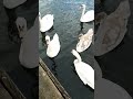 WOW AMAZING BEAUTIFUL WHITE SWAN#viral#asmr#trending#beautiful#hamburg#germany#cute#youtubeshorts