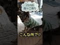 こんな所で？😄ウチの子は可愛さも独特 shorts チワワ 多頭飼い