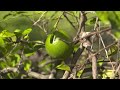 citrus crops struggle in south texas after several years of severe weather