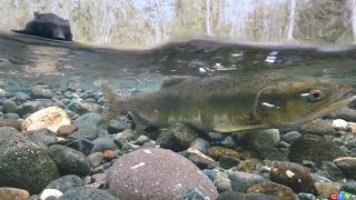 Bear pounces on salmon on Vancouver Island | Caught on cam