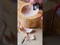 Satisfying Wood Video #ASMR | Daily Satisfaction Video | Satisfied TV