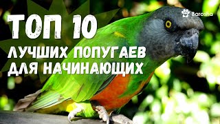 👑10 Лучших попугаев для начинающих 👑