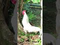 Suara kokok ayam kampung, Rooster crowing sound effect