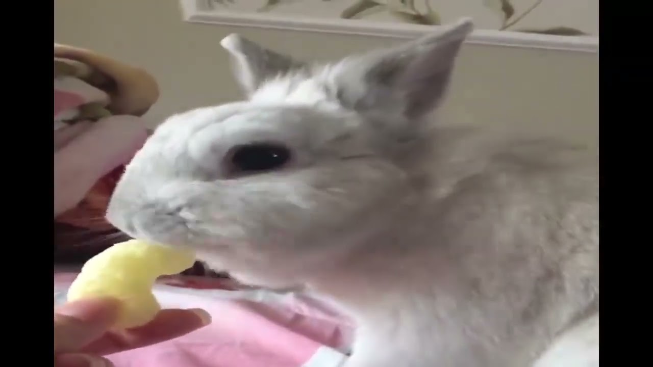 Funny Baby Bunny Rabbit Videos Youtube