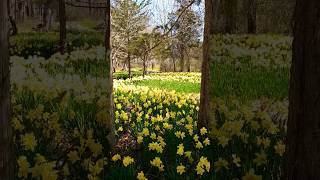 daffodil field #daffodil #flowers #shorts