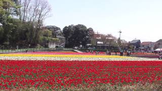 羽村チューリップ祭り