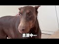 杜宾犬“删除”太粘人了，半夜12点不睡觉，求着主人摸它【拉黑和删除的幸福狗生】