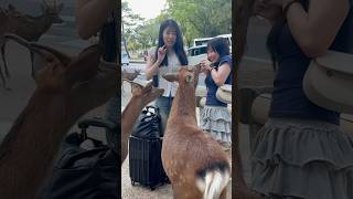 奈良の鹿王VS観光客の反応 | nara deer | Nara park deer in japan #deerpark #japan