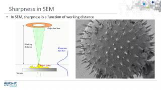 Autofocus on Moving Object in Scanning Electron Microscope (SEM)