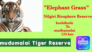 Mudumalai Tiger Reserve | Nilgiri Mountains | Tamil Nadu