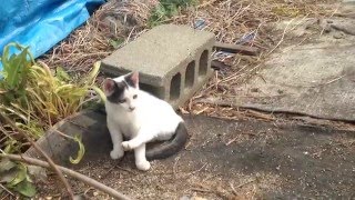 野良猫家族の穏やかな午後