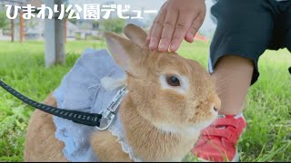 【うさんぽ】遂にひまわりも！公園うさんぽデビュー！！