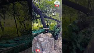 Beautiful Peacock view HD🦚 | அழகிய மயில் காட்சி | #peacock #nature #shortsfeed #shorts #trending #hd