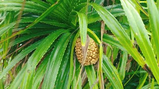 கடற்கரையில் அன்னாசி ஆனால் அது அன்னாசி இல்லை | Pineapple on the beach but it's not pineapple