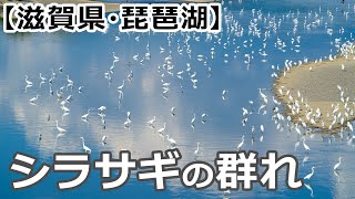 【滋賀県・琵琶湖/姉川】白鷺(シラサギ)の群れの風景