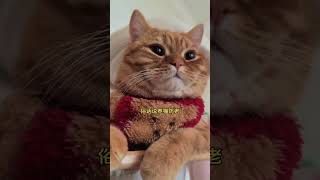 谁能拒绝傻憨憨的小猫咪 新年又开始摸猫头了 又是猫咪胡说八道的一天 谁能拒绝会说萝卜刀的小猫咪 大橘养成记