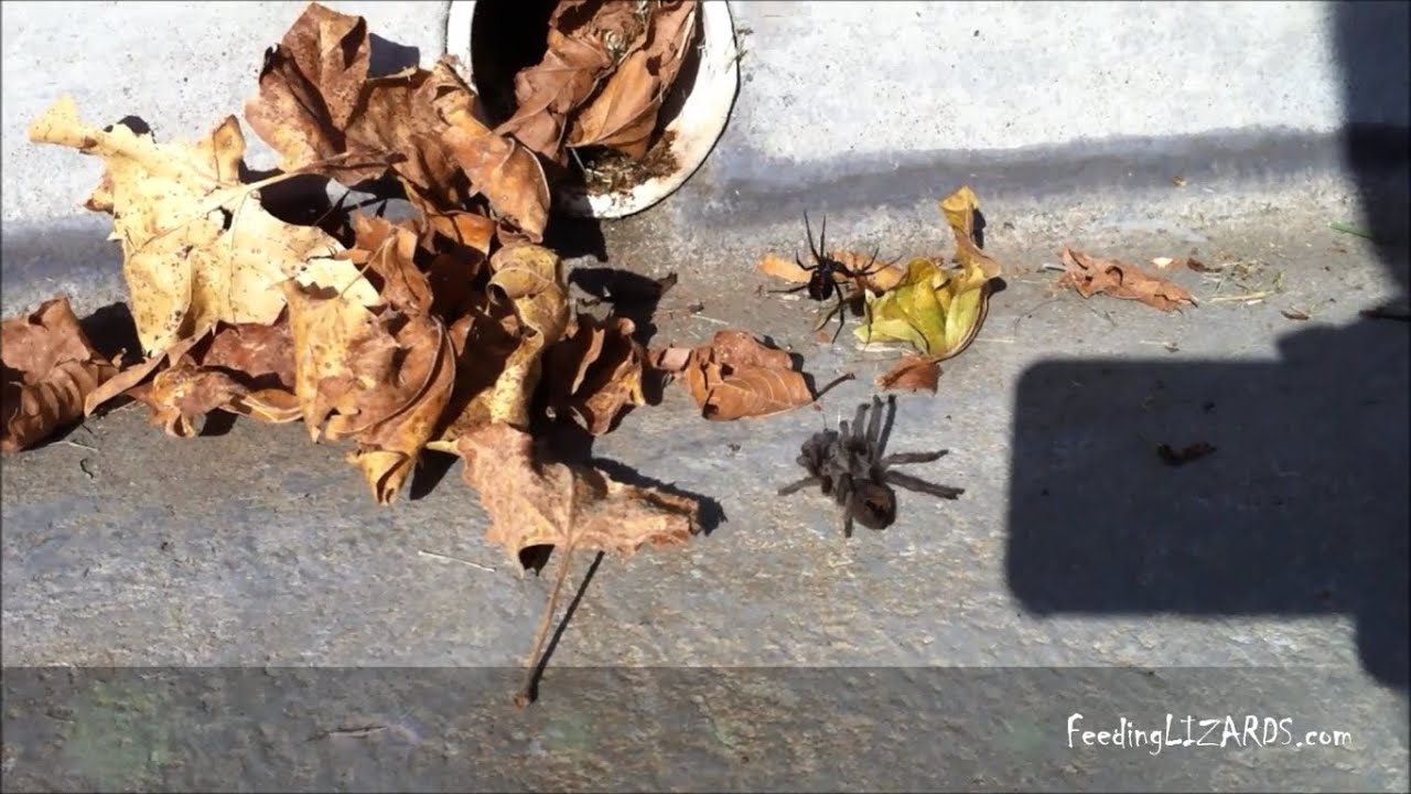 Black Widow Vs. Tarantula: Fight To The Death - YouTube