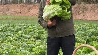 又到了白菜成熟的时候了，今天教徒弟做了个白菜豆腐鸡蛋汤，冬天喝了这个呀，暖心又暖胃一家子吃了暖暖和和的我的乡村生活 农村美食 天冷吃点啥 白菜