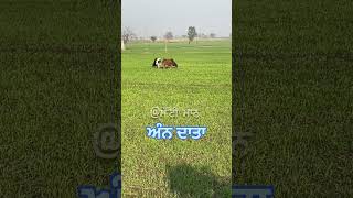 ਜੋ ਲੋਕ ਕਹਿੰਦੇ ਇਹ ਕਿਹੜਾ ਫਰੀ ਅੰਨ ਦਿੰਦੇ #kisan #cow #animals #farming #agriculture #shortsvideo