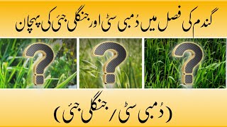 Dumbi Sitti aour Jangli Jai Ma Faraq | Wheat Herbs Identification | Adnan Bajwa Agrarian