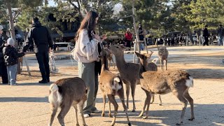 美しい奈良公園で鹿と触れ合いを楽しむ外国人観光客🫎