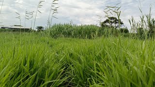 How to make good  silage using  itungo  silage bags