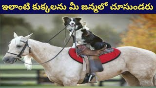 ఇలాంటి కుక్కలను మీ జన్మలో చూసుండరు|Best Trained and disciplined dogs in world telugu|Janardhan Facts