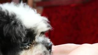 It's Vitamins time! /shih tzu vlog