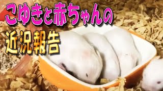 ハムスター赤ちゃんが動きまくり（笑）生後17日目