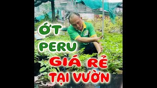 Ớt Peru Charapita đắt nhất thế giới Giá rẻ tại vườn Phương Trung Green